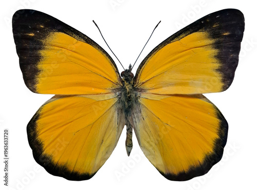 Yellow butterfly Delias aruna is isolated in the image with wings fully spread. The butterfly rests on a flat surface, showcasing its vibrant colors and patterns in daylight.