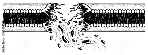 Scientific illustration of a cell membrane rupture in vintage engraving style