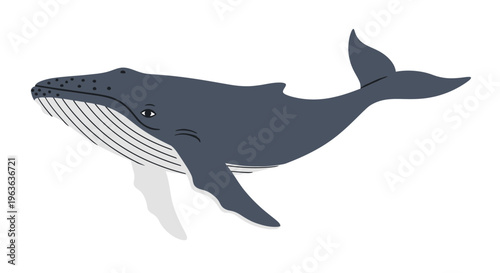 A large whale swims gracefully through the ocean with its fins and tail visible.