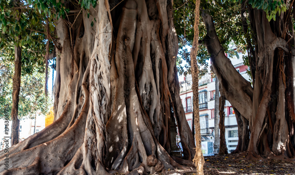 Εκτύπωση καμβά Ancient Ficus macrophylla trees in Cartagena, Spain, showcasing massive, tangled buttress roots and aerial roots in a city plaza