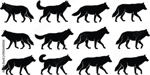 Black wolf silhouette collection featuring wild predator animals in walking and standing poses isolated on white background for graphic design.