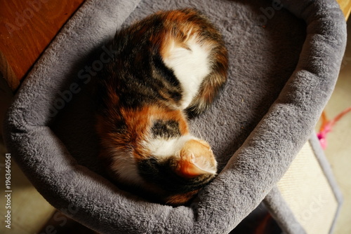 Adorable calico kitten sitting comfortably on a soft blue blanket, looking at the camera with a cute and curious expression.