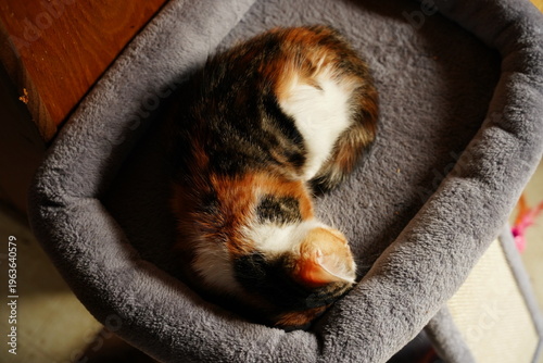 Adorable calico kitten sitting comfortably on a soft blue blanket, looking at the camera with a cute and curious expression.