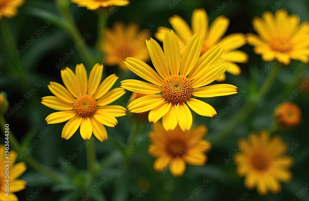 Obraz premium Bright yellow daisy flowers bloom in garden. Green leaves surround flora. Sunlight makes petals shine. Nature, summer day, botanical beauty close up.