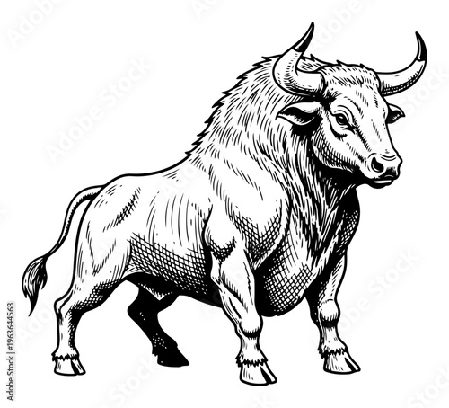 Hand drawn bull in vintage engraving line art style