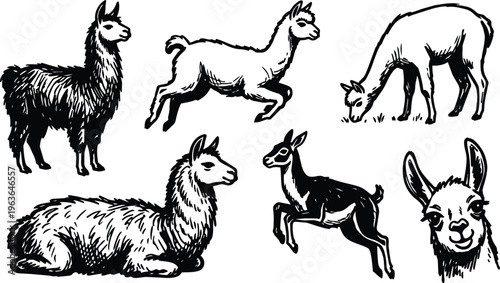 Line art black and white llamas set showing standing reclining jumping grazing head close up