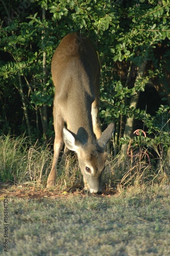Doe deer in the wild grassing
