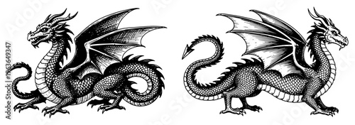 Hand drawn ink sketches of majestic winged dragons with detailed scales and sharp claws