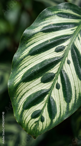 Macro close up of calathea leaf with striped variegation and detailed texture, tropical botanical abstract background