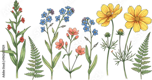 Wildflower botanical illustration set featuring colorful garden flowers and foliage isolated hand drawn floral elements for nature design decoration and spring concept