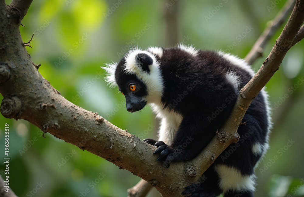 Naklejka premium Black and white ruffed lemur clings to tree branch. Primate with orange eyes sits on rough bark amid lush green foliage. Small animal climbs in habitat.