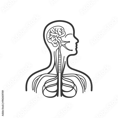 A diagram illustrating the human nervous system and brain activity