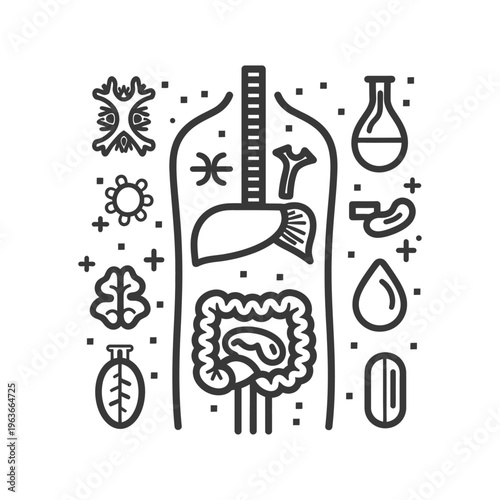 Illustration depicting the human anatomy with various internal organs and systems