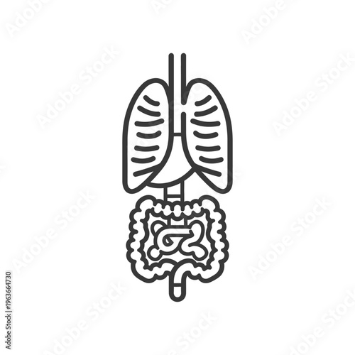 Simple line drawing of a human respiratory and digestive system