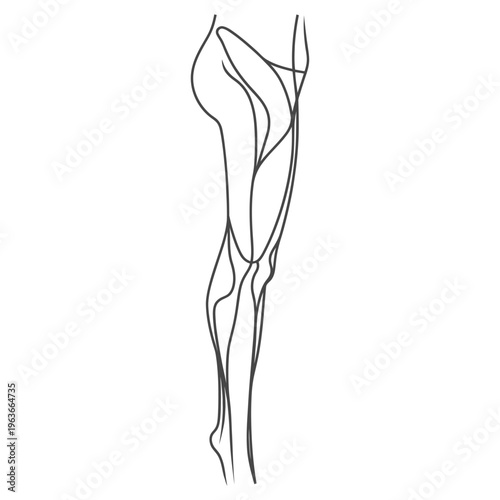 An artistic linear illustration of a human leg and thigh