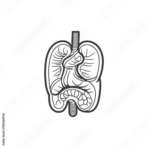 An Illustration of the Internal Human Digestive and Respiratory Systems