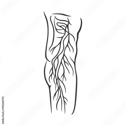 A diagram of the nerves running down a human leg