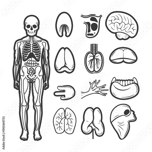 A black and white skeletal human model with internal organ illustrations