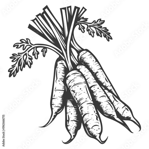 A bundle of fresh carrots with green leafy tops displayed