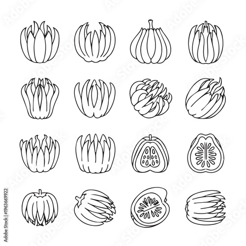 Hand-Drawn Outline Illustrations of Buddha's Hand Citron Fruit Varieties and Slices