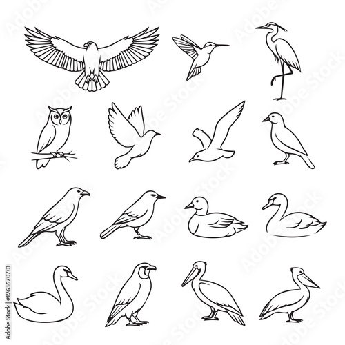 Diverse Bird Collection: Ornithological Study of Avian Species in Minimalist Line Art Style