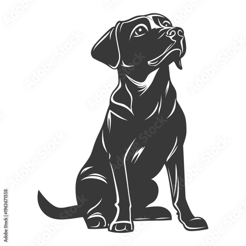 A seated black dog is looking upwards with great anticipation