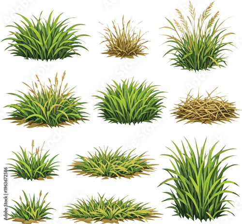 Generate a kinds of deferent green grass Dry wild grass clumps , natural botanical texture for design and landscape concepts. vector art with white background..