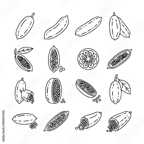 Finger Limes Collection: Whole Halved Sliced with Caviar Details Isolated Line Art