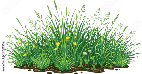 Generate a realistic kinds of deferent grass Fresh green grass patch symbolizing natural growth, ecology, and outdoor landscape beauty.vector art with white background..