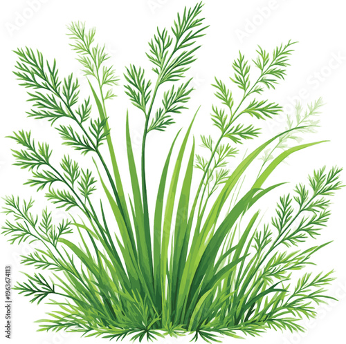 Generate a realistic kinds of deferent dill Green ornamental grass plant natural foliage with fresh and minimal botanical style. vector art with white background.