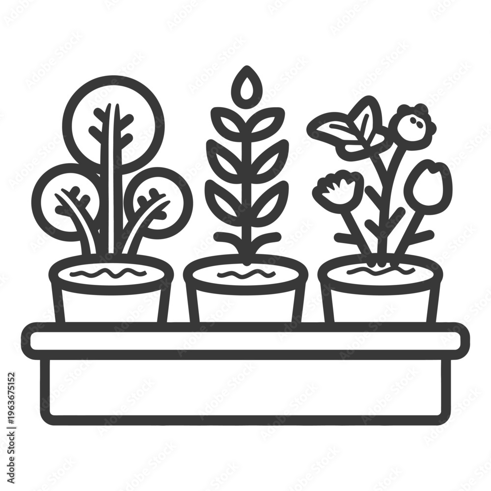 Fototapeta premium Three Potted Plants Sit Neatly on a Rectangular Garden Tray