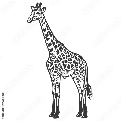 A black and white illustration depicting a tall standing giraffe animal