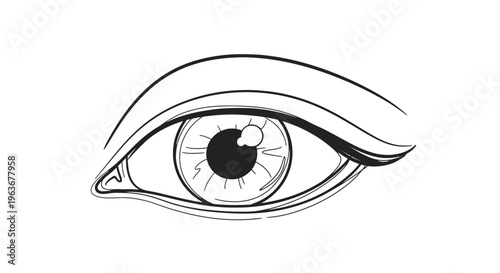 A detailed illustration of a human eye.