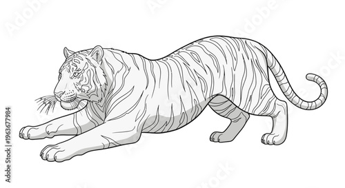 A black and white tiger stretching.