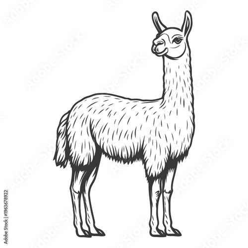 A tall and elegant llama stands proudly on a white background