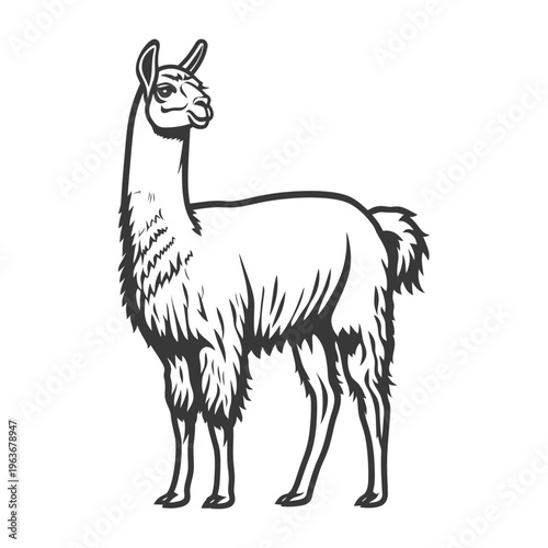 A detailed illustration of a standing llama animal outline profile