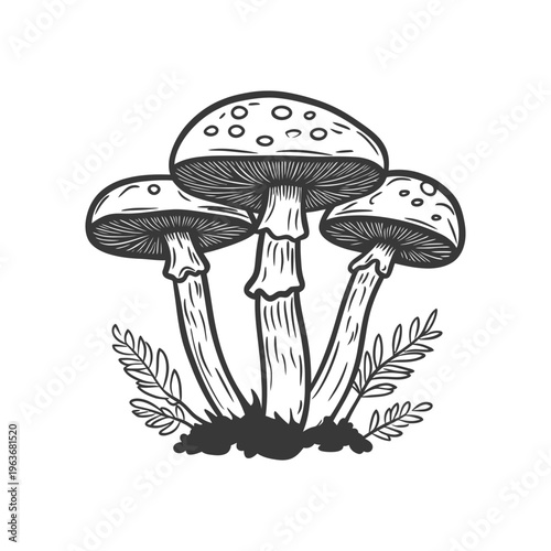 Three distinct mushrooms growing with some surrounding foliage illustration