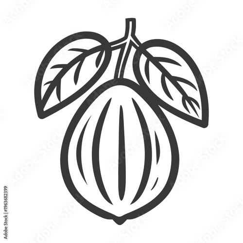 A black and white illustration of a cacao fruit with leaves