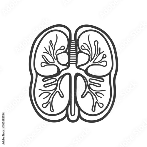 Simplified anatomical diagram of the human respiratory system lungs