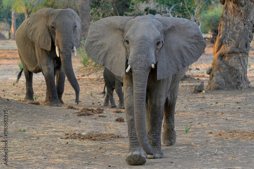 Canvas Print Three African elephants walking toward camera