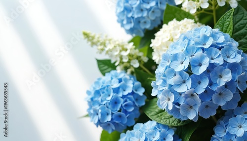 Blue and white hydrangeas bloom in soft natural light indoors. Delicate flower petals cluster together creating a fresh natural arrangement with gentle shadows. Perfect for spring or summer themes.