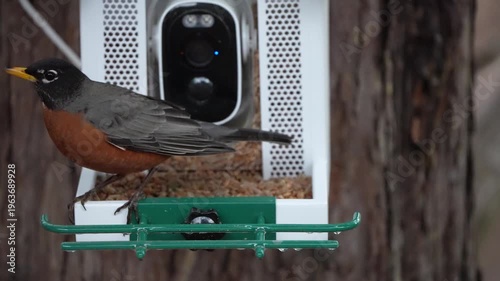 robin on a feeder