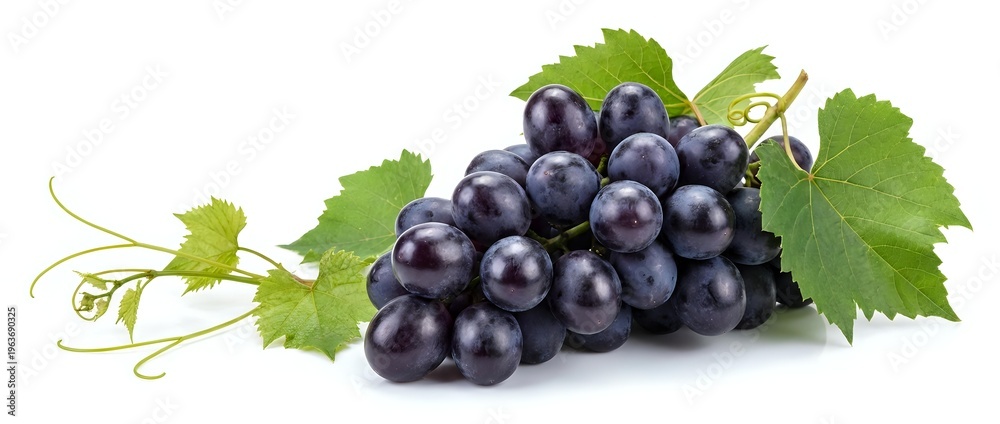Obraz premium Fresh dark purple grapes cluster with green leaves and vine tendrils isolated on white background for healthy food and wine industry designs.