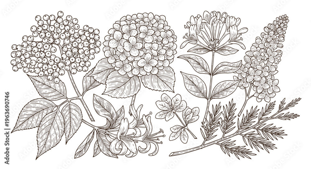 Fototapeta premium Vintage botanical illustration of various flowering plants and berries in detailed line art