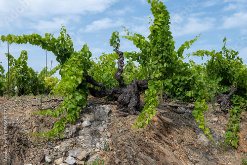 Fotografie View of hills and vineyards of Banyuls AOP, grapes plants, between Pyrenees moun