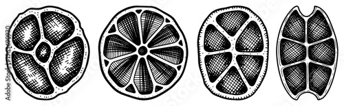 Detailed hand drawn engraving of citrus fruit slices and organic botanical sections for vintage design