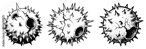 Vintage hand drawn woodcut illustration of prickly chestnut shells or organic spiked seed pods