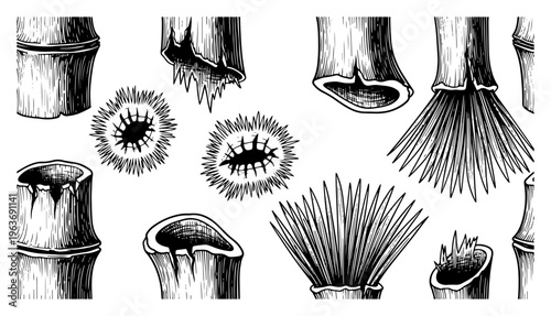Set of hand drawn vintage botanical bamboo stalks and plant cross sections
