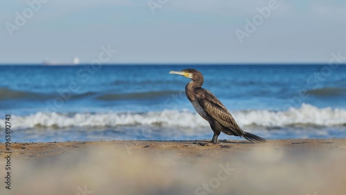 Photos Cormorant perching on rocky crimean shoreline, oceanic waves splashing near dist