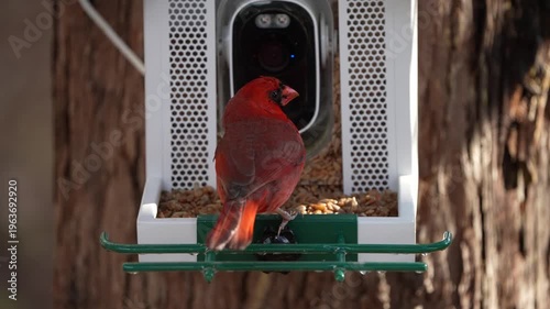 Male Cardinal on a feeder.